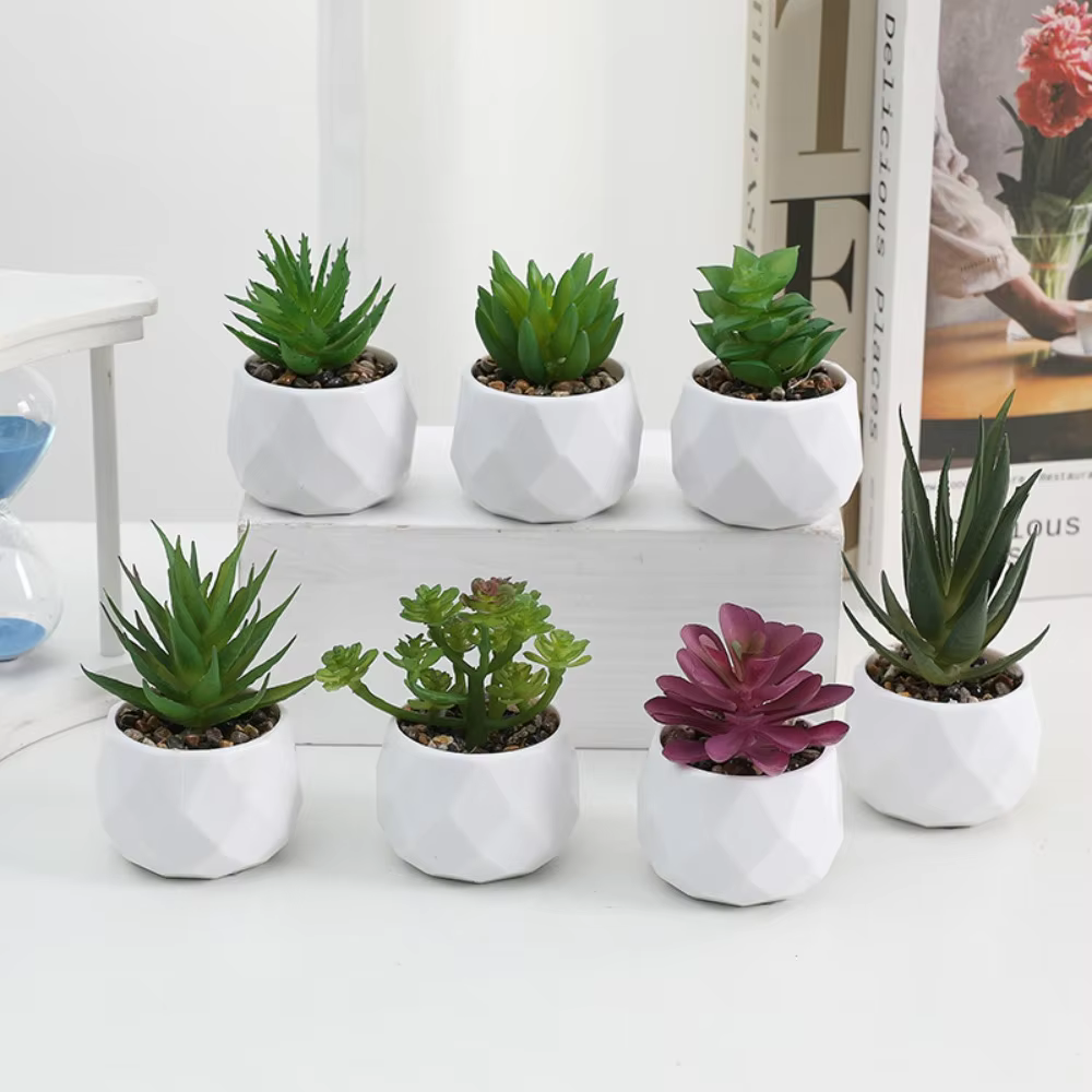 Mini Succulent Bonsai Plant