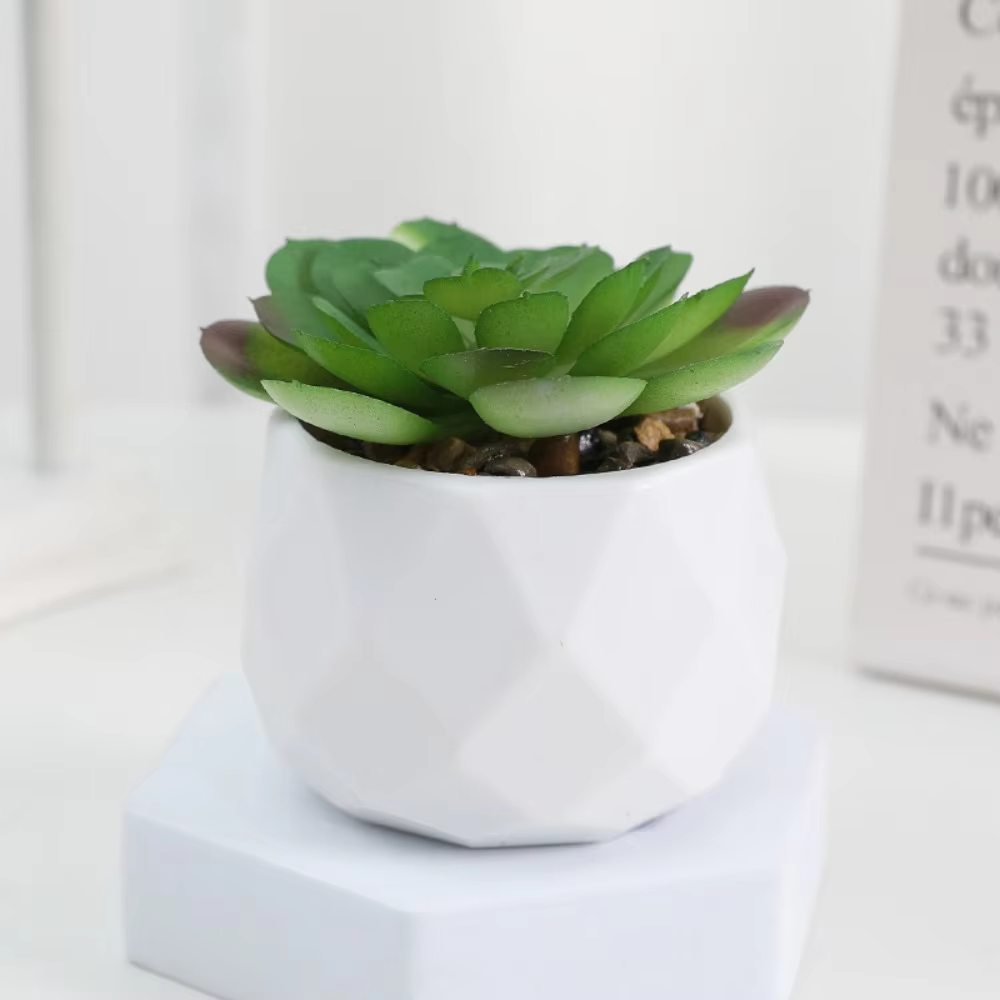 Mini Succulent Bonsai Plant